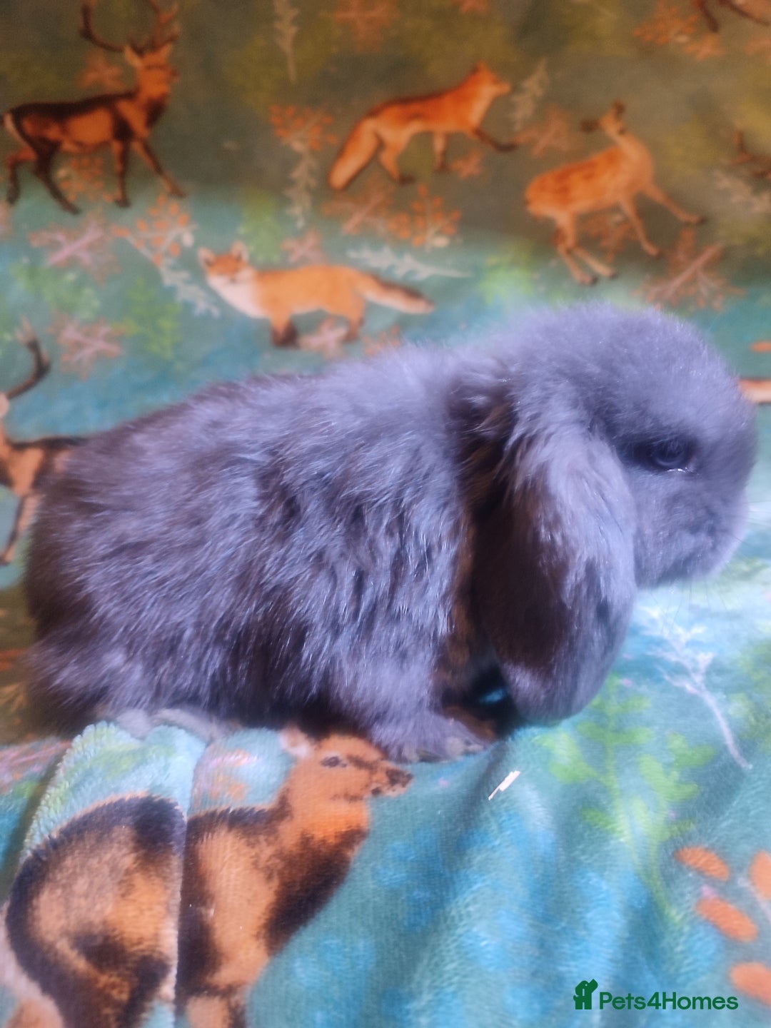 Mini Lop rabbits for sale: Mini Lop babies ready to reserve now - £20 reserve - Advert 4