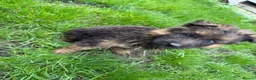 German Shepherd dogs for sale: PGS long coat puppy ready to move at a new home - Advert 10