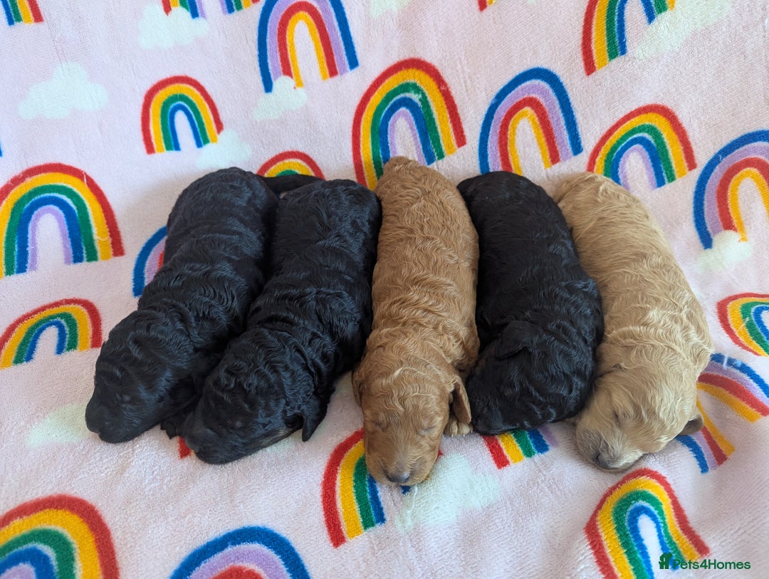 Miniature Poodle dogs for sale: Stunning Red & Phantom Miniature/Moyen Poodles - Image 6