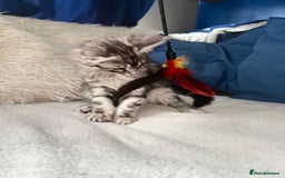 Maine Coon cats for sale: XXL  Ready Now TICA pure bread Maine Coon Kittens  - Image 7