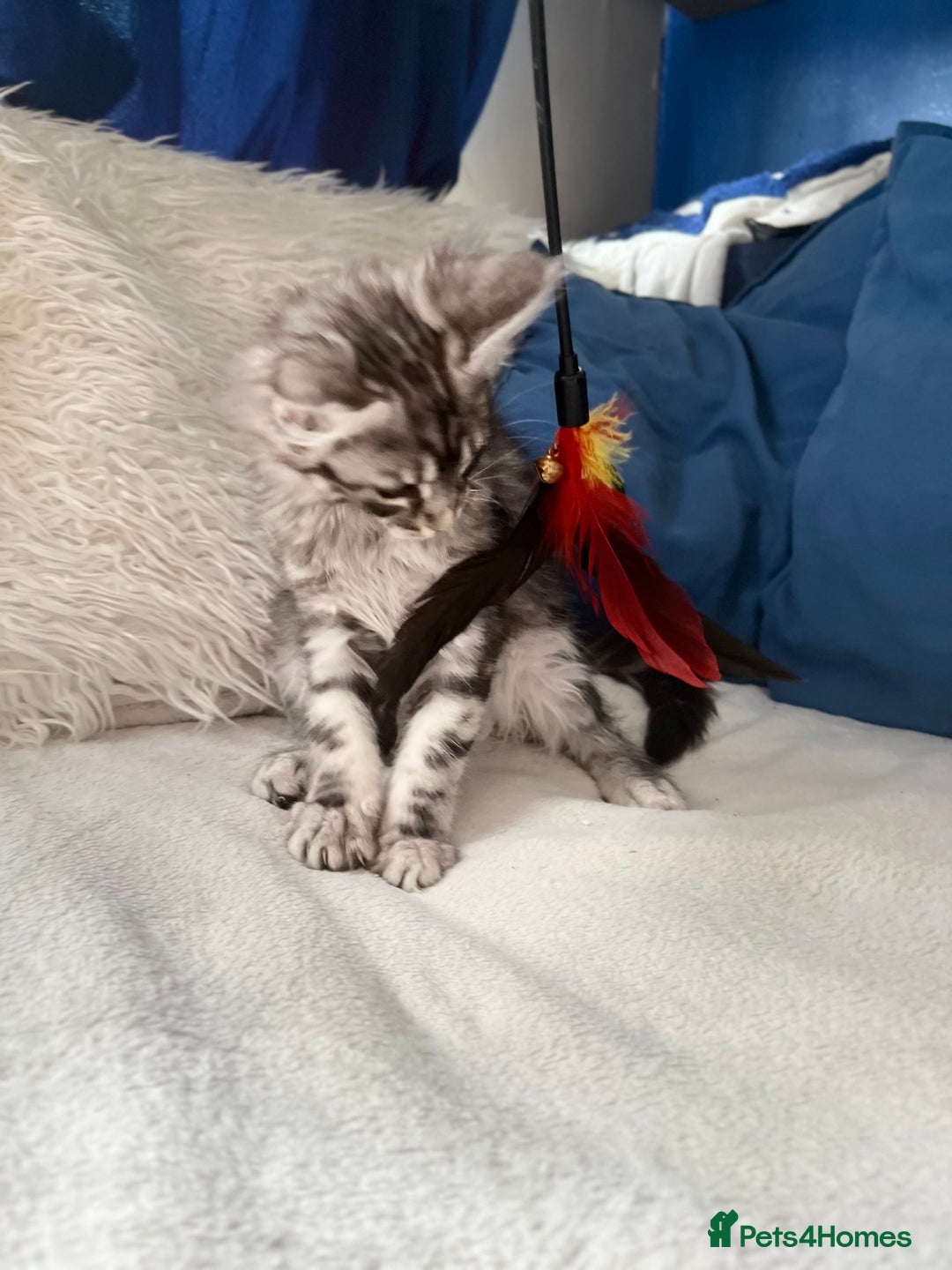 Maine Coon cats for sale: XXL  Ready Now TICA pure bread Maine Coon Kittens  - Image 7