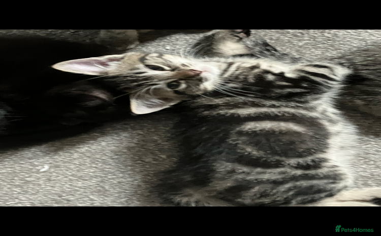 Mixed Breed cats - Advert 7