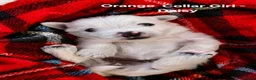 West Highland Terrier dogs for sale: Gorgeous West Highland Terrior Puppies!! - Advert 9