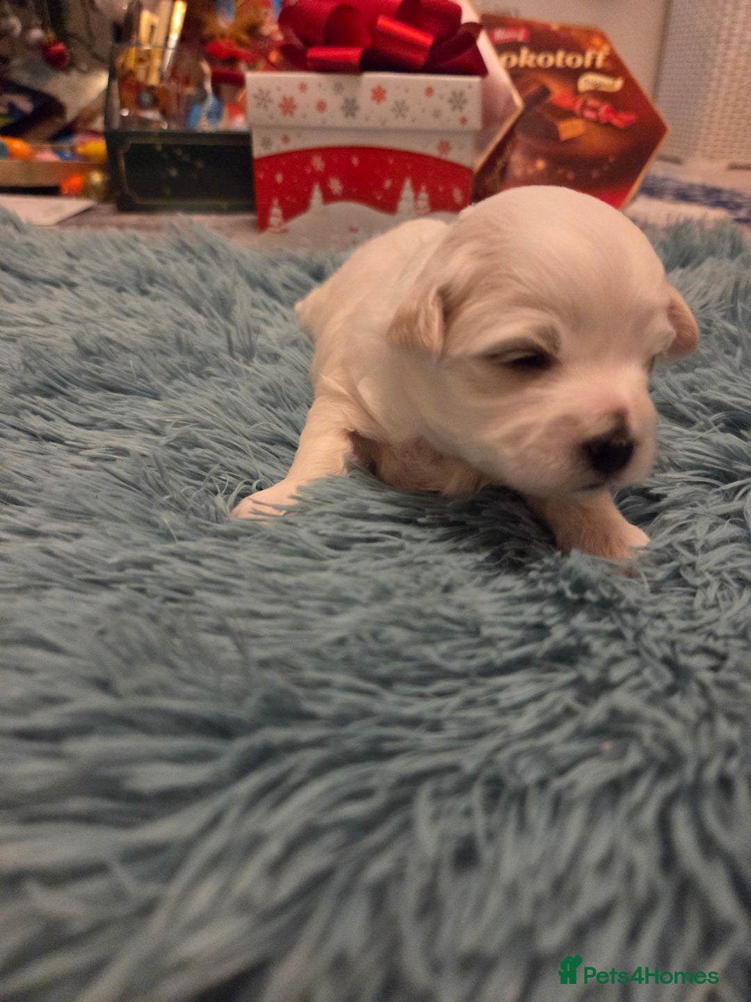 Bichon Frise dogs for sale: Cute little puppies 🩷🩷🩷 - Advert 2