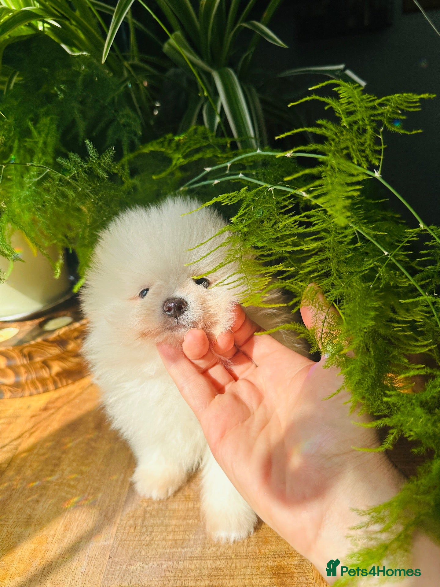 Pomeranian dogs KC white pomeranian pups for reservation!  - Advert 4