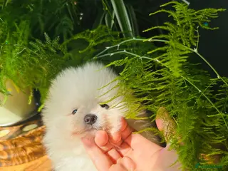 Pomeranian dogs KC white pomeranian pups for reservation! - Advert 4