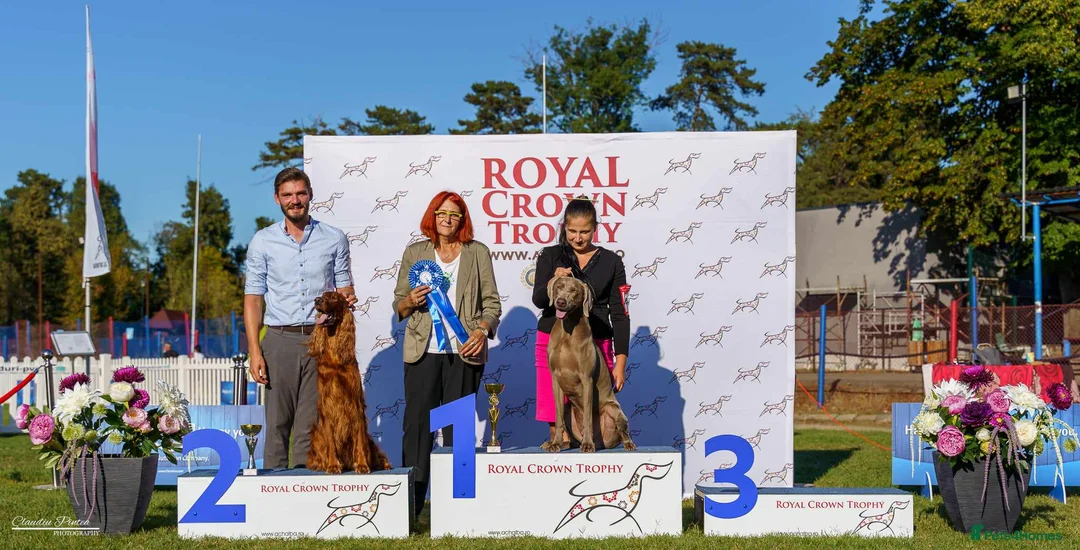 Weimaraner dogs for stud: Braveheart Duma Kazana PROVEN STUD DOG   in Edinburgh - Advert 14