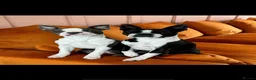 Boston Terrier dogs for sale: Stunning Boston Terrier Puppies  - Advert 11
