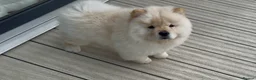 Chow Chow dogs for sale: Beautiful KC Registered Chow Chow Puppies  - Advert 4