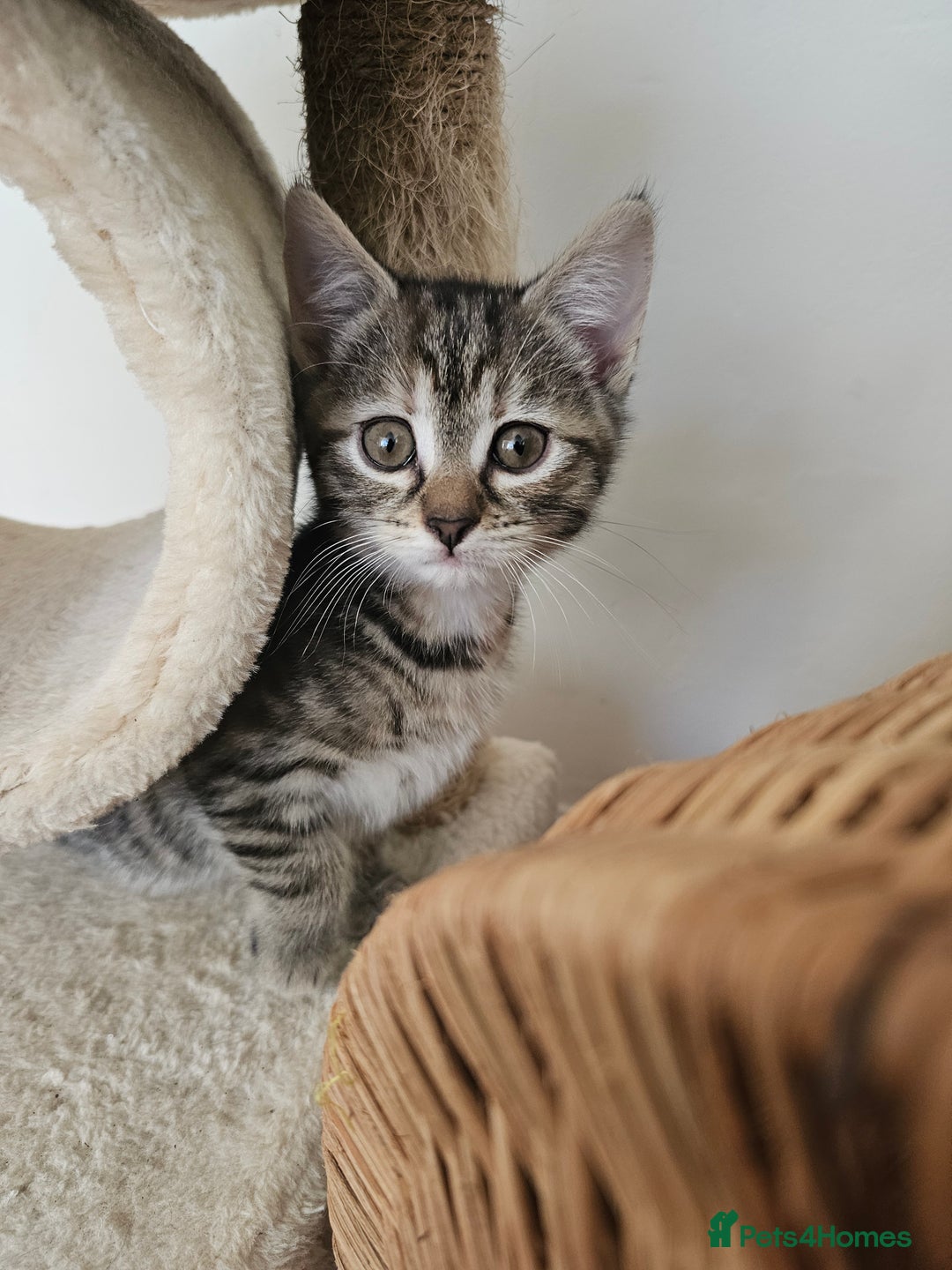 Mixed Breed cats for sale: 2 Gorgeous babies, ready to go - Advert 2