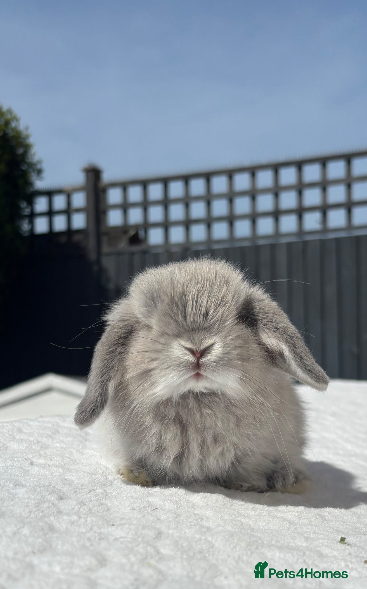 Mini Lop rabbits for sale: Gorgeous Pure Bred Mini Lop Baby Rabbits - Advert 1