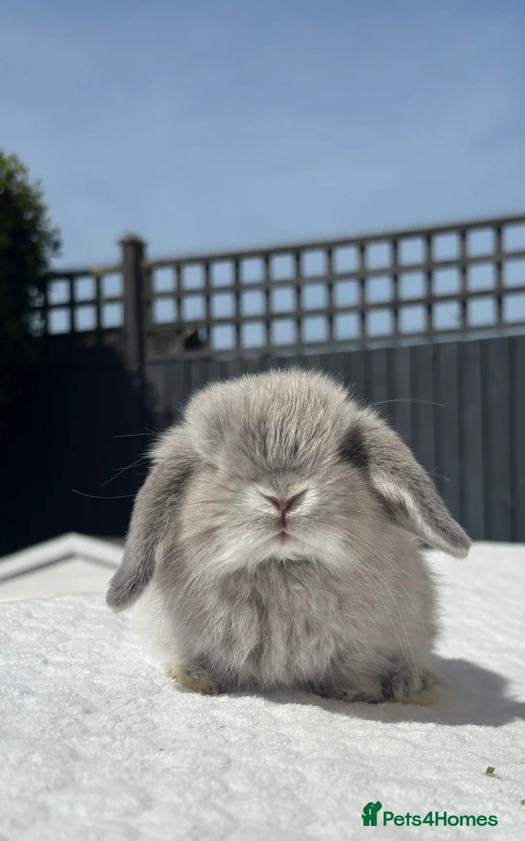 Mini Lop rabbits for sale: Gorgeous Pure Bred Mini Lop Baby Rabbits - Advert 1