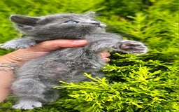 Mixed Breed cats for sale: 2 mixed breed girls(black ones left now). - Image 16