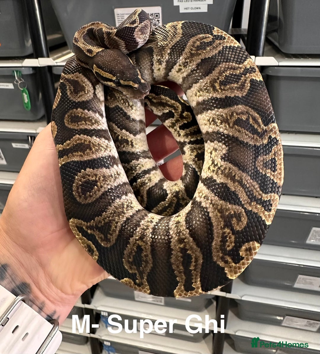 Python Snake reptiles for sale:  Royal Pythons for Sale  - Image 3