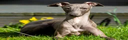 Italian Greyhound dogs for stud: Stud dog in Norfolk in Norwich - Advert 4