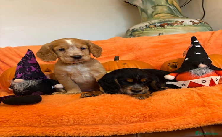 Cocker Spaniel dogs - Advert 1