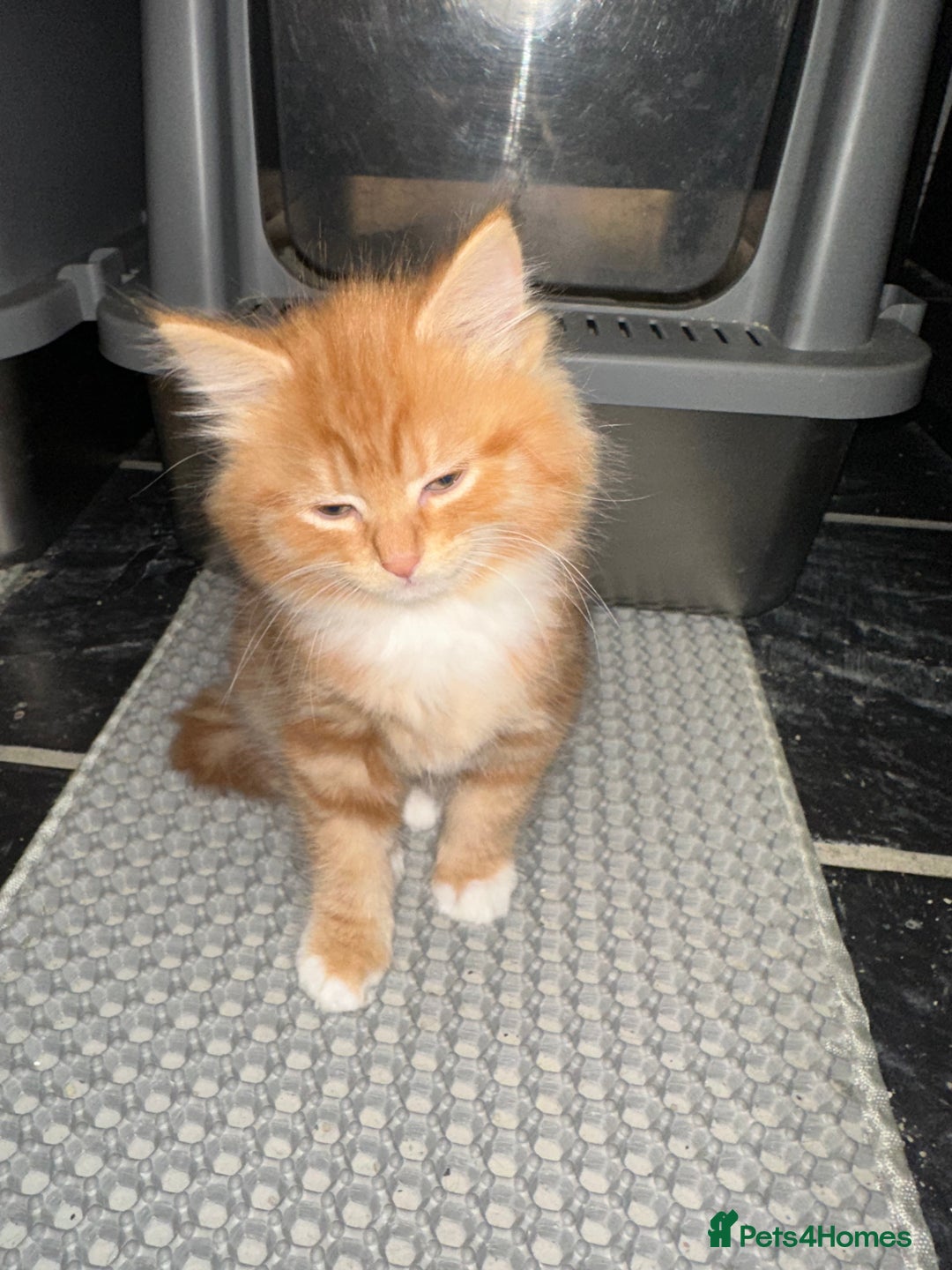 Scottish Fold cats for sale: Ginger Scottish fold/straights - Advert 20