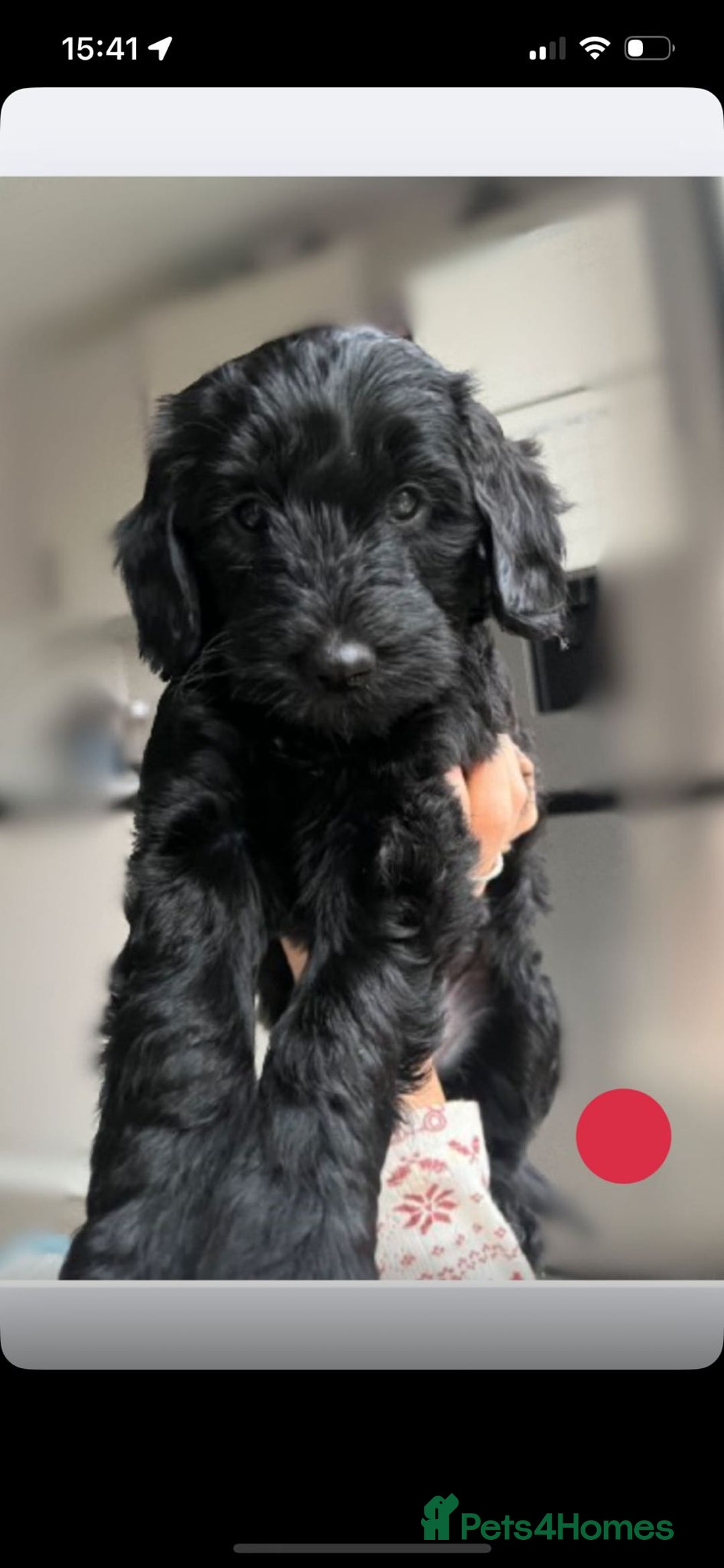 Cockapoo dogs for sale: F1b Cockapoo Puppies Last 3 Available – Ready Now. - Advert 35