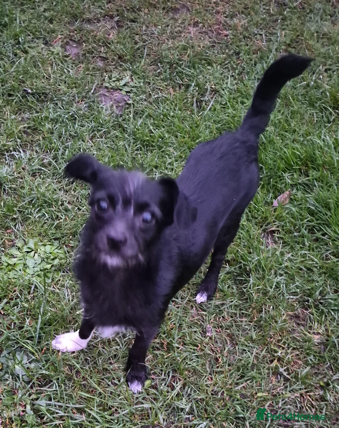 Chipoo dogs for sale: Rehoming - Advert 2