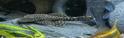 Plecos fish for sale: Adult ancistrus(bristlenose) plecs albino & brown - Advert 6