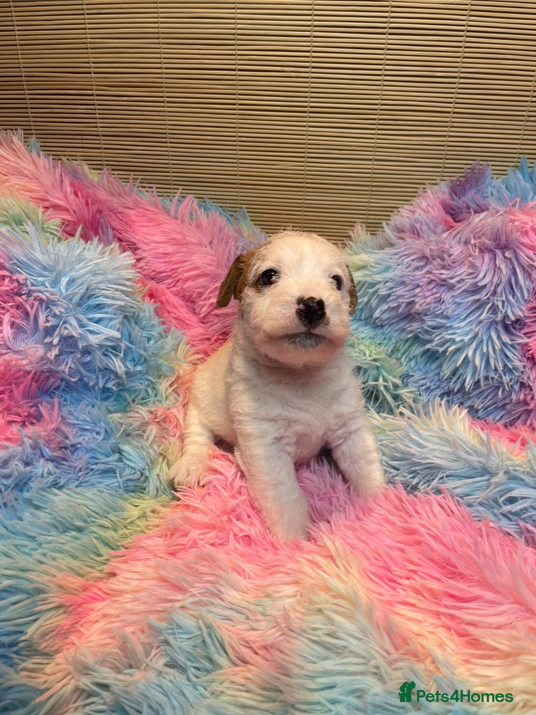 Mixed Breed dogs for sale: Wire Fox X Parsons Jack Russell Puppies for Sale - Advert 15