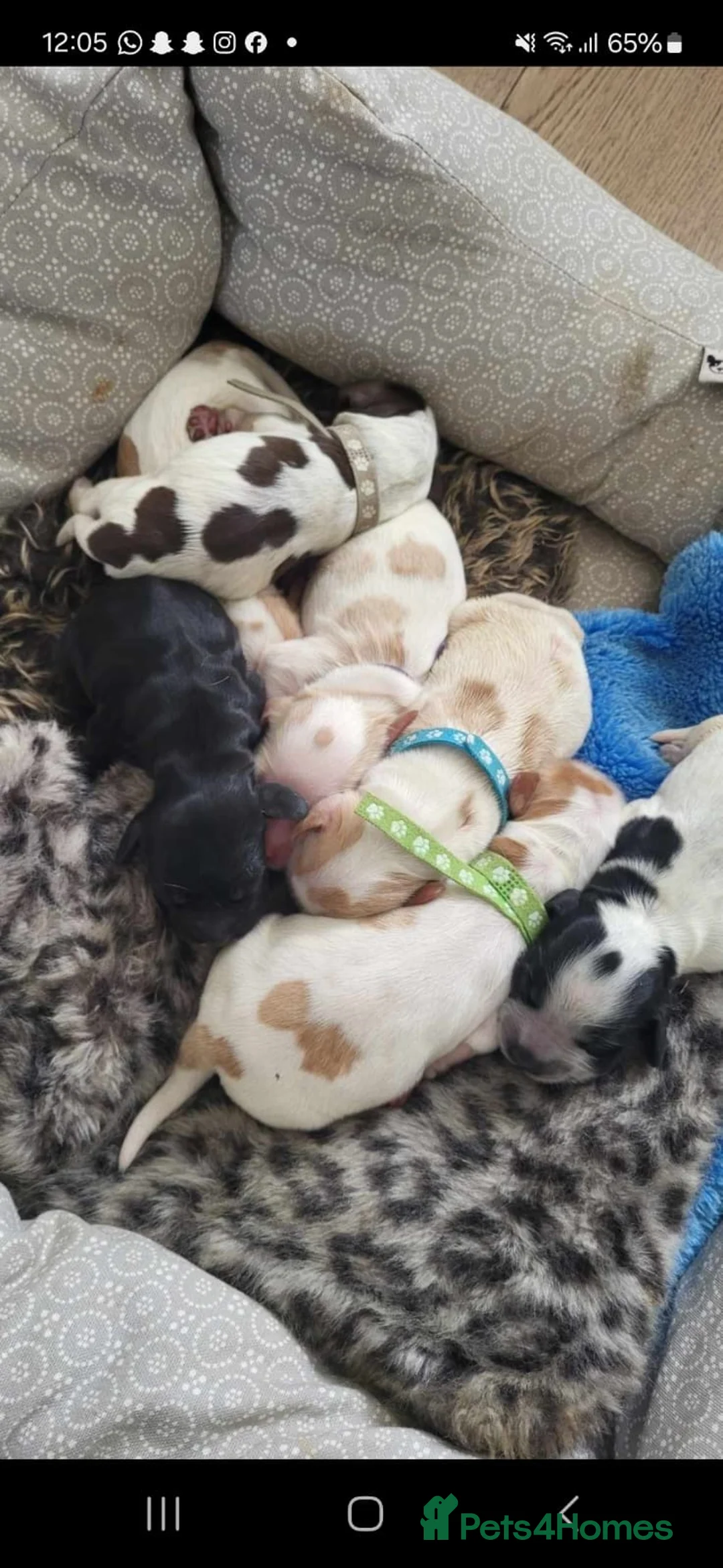 Cocker Spaniel dogs for stud: KC REG SHOW COCKER SPANIEL STUD in Gosport - Advert 24