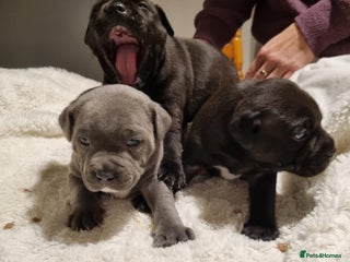 Staffordshire Bull Terrier dogs 3 Beautiful boys left Staffordshire bull terrier - Advert 3