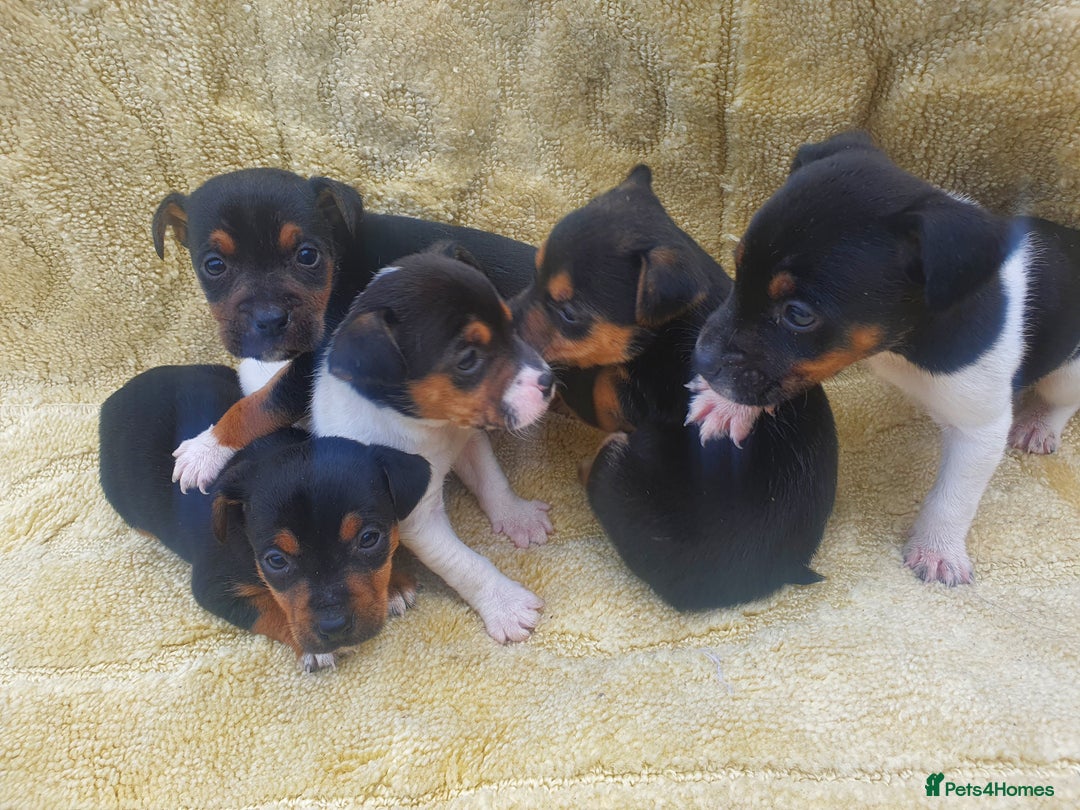 Jack Russell dogs for sale: Jack russell puppies - Image 9