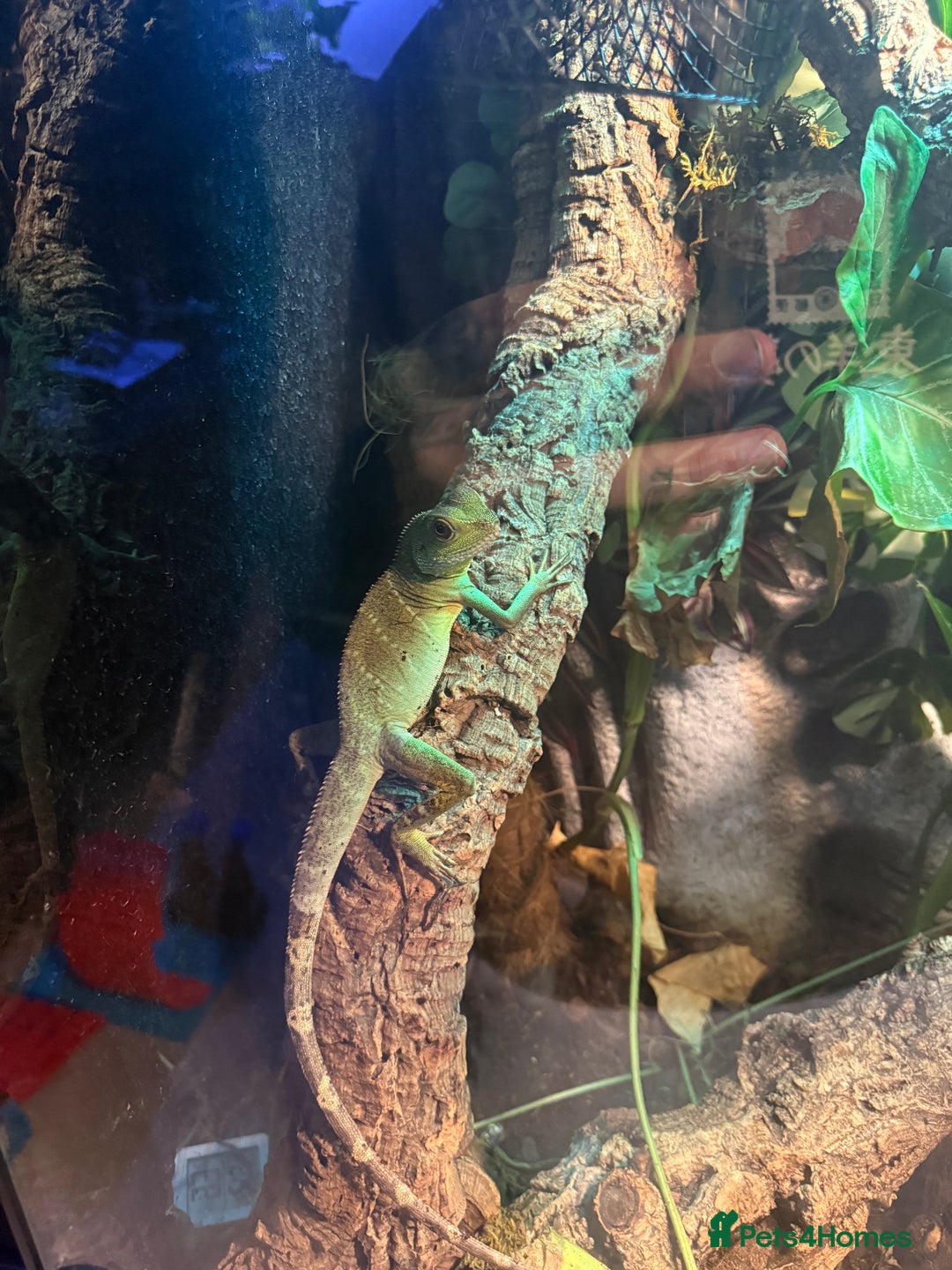 Lizard reptiles for sale: Chinese water dragon and vivarium - Advert 4