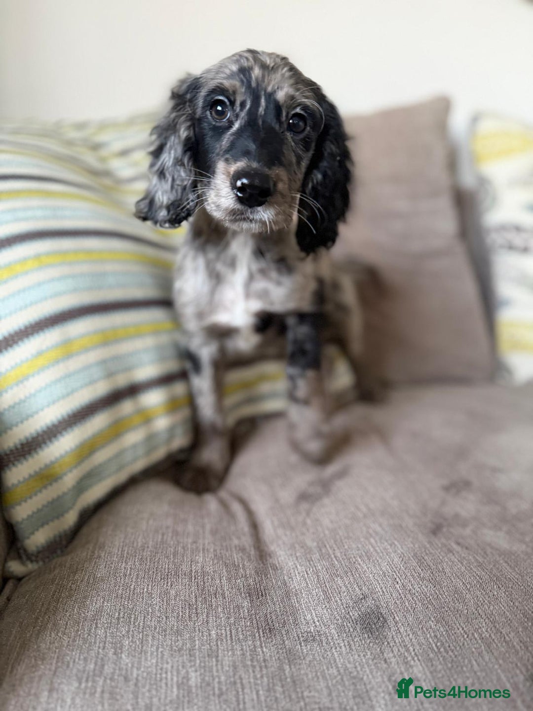 Cockapoo dogs for sale: F1 mixed coloured Cockapoo puppies - Advert 7