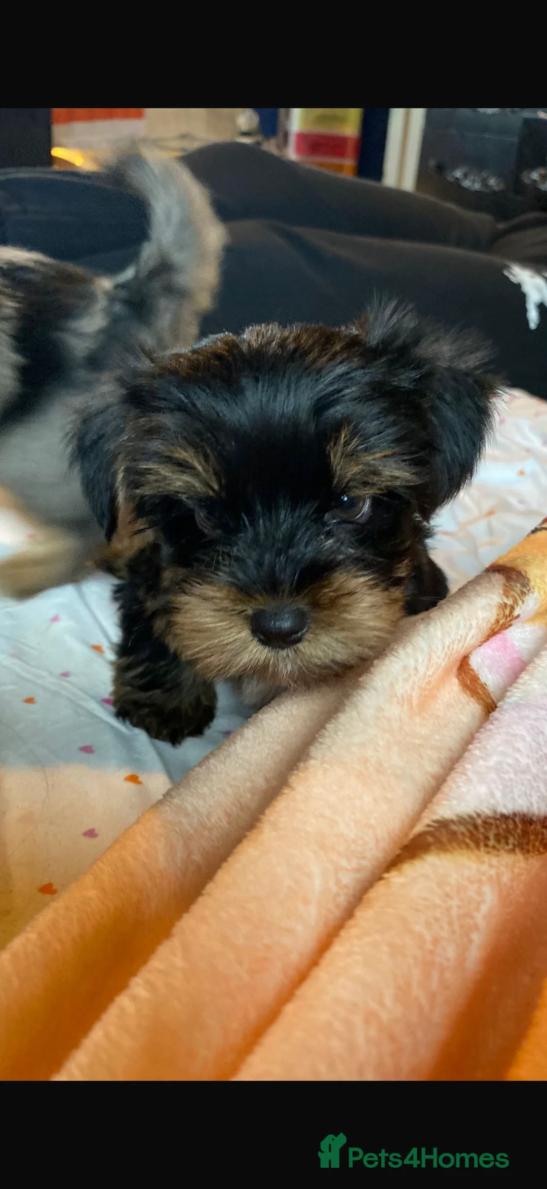 Yorkshire Terrier dogs for sale: 🌸 Stunning Yorkshire terrier puppies available 🌸 - Advert 17
