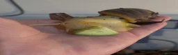 Snails invertebrates for sale: Two African land snails. Hawkins and Mr Whatsit  in Hook - Advert 4