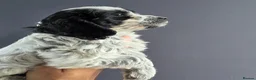 Cockapoo dogs for sale: BLUE ROAN F1 Cockapoo Boys. Extensively DNA Tested - Advert 18