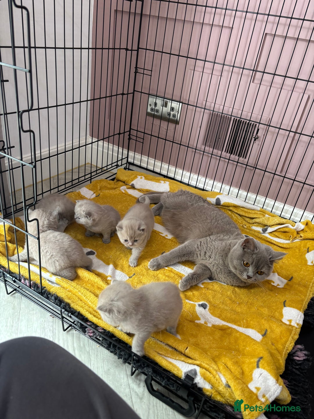 British Shorthair cats for sale: Lilic GCCF registered active champion lines  - Image 32