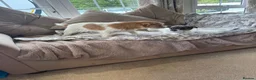 Jack Chi dogs for sale: Jack Russell x Chihuahua  - Advert 4