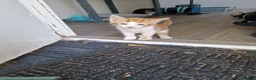Mixed Breed cats for sale: Handsome Ginger Boy & Adorable Calico Girl - Advert 30