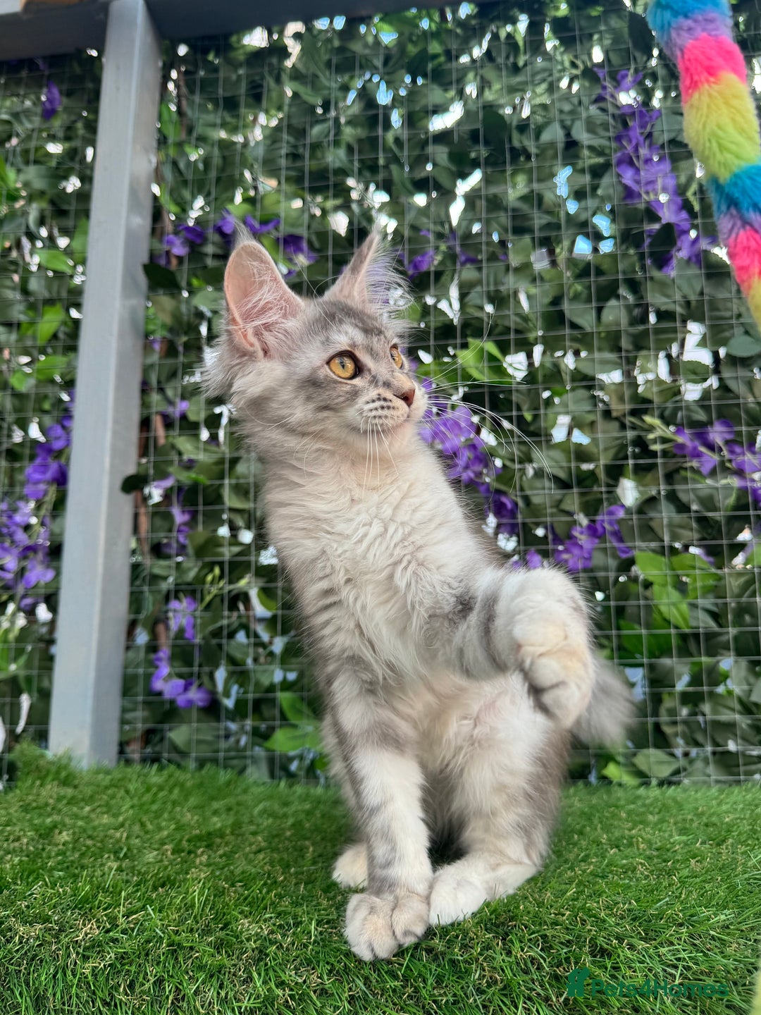 Maine Coon cats for sale: Russian bloodline Maine Coon Kittens 20+Gen! 🏆 - Image 35