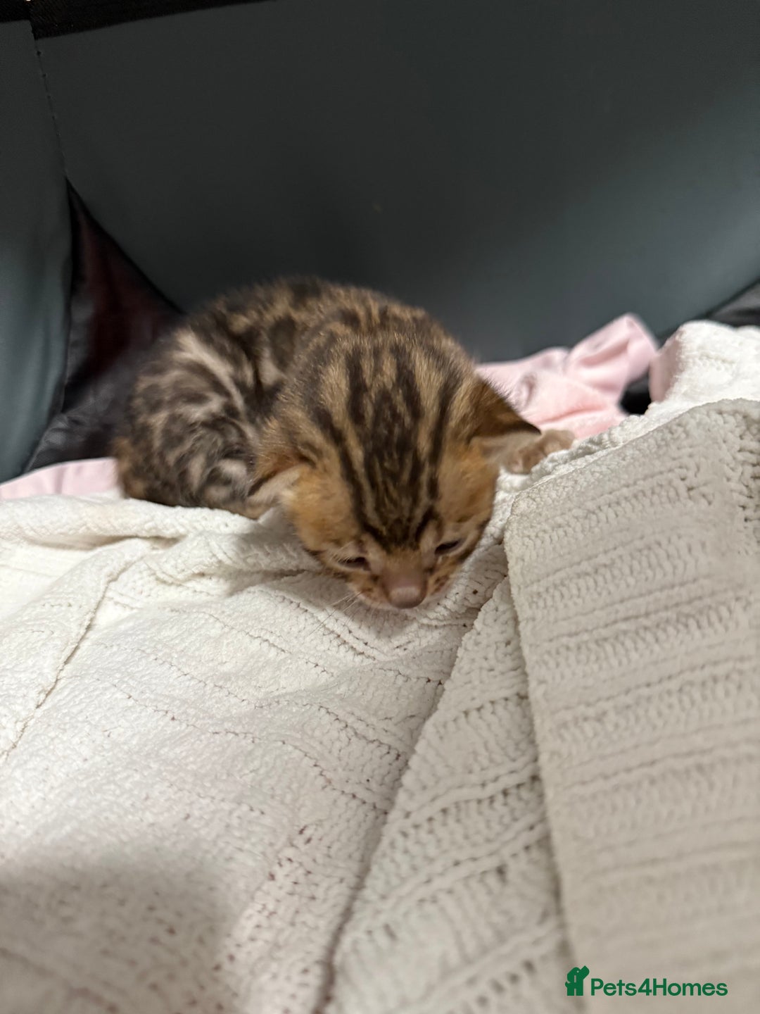 Bengal cats for sale: Pure Bengal Female kittens - Advert 11