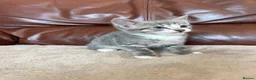 Mixed Breed cats for sale: Beautiful kittens  - Advert 6