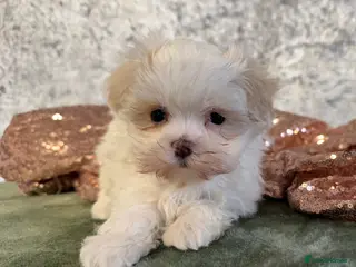 Maltipoo dogs F1B korean maltipoos - Advert 17