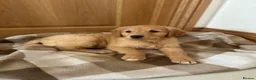 Goldador dogs for sale:  ♥️Gorgeous Puppies Ready For Walks ♥️ - Advert 23