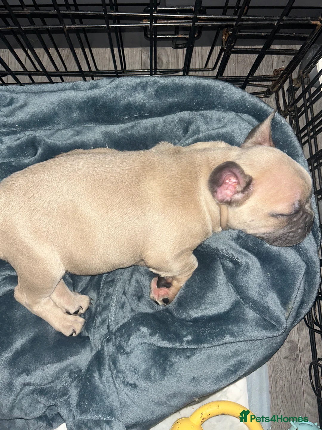 French Bulldog dogs for sale: *LAST ONE* Stunning French Bulldog Puppy - Advert 24