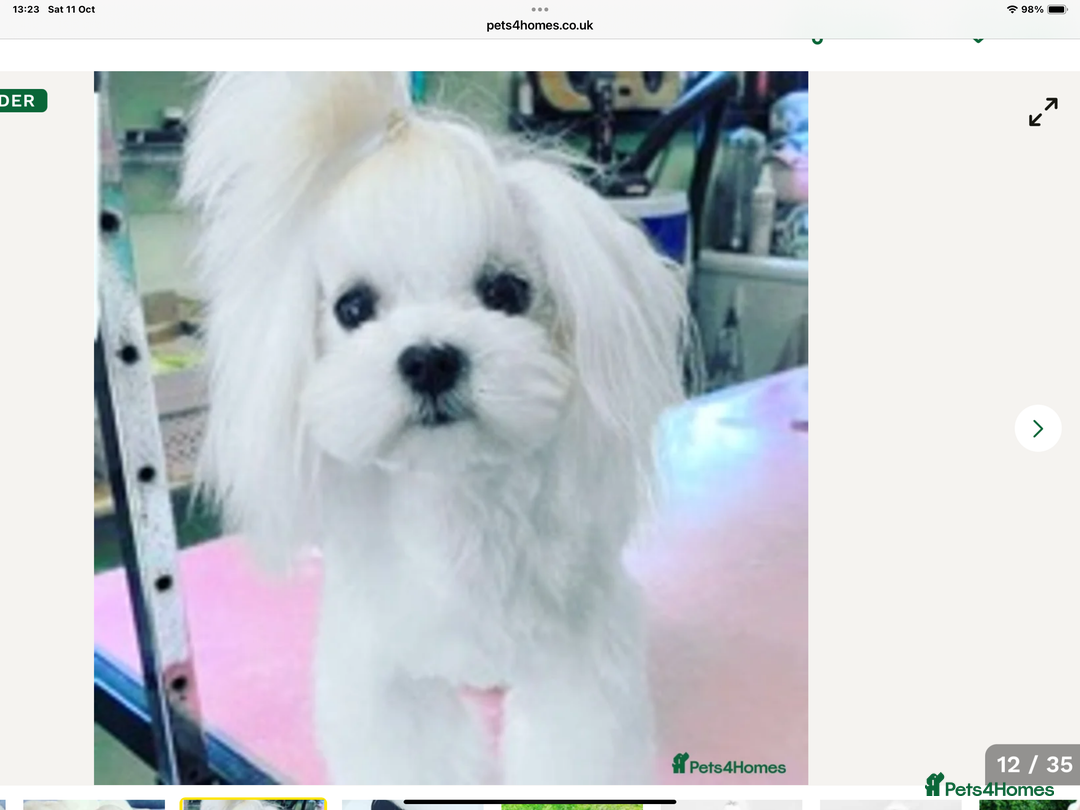 Maltese dogs for sale: Gorgeous Maltese puppies  - Image 4