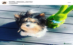 Yorkshire Terrier dogs for sale: Two Beautiful Biewer Terrier Girls! - Image 13