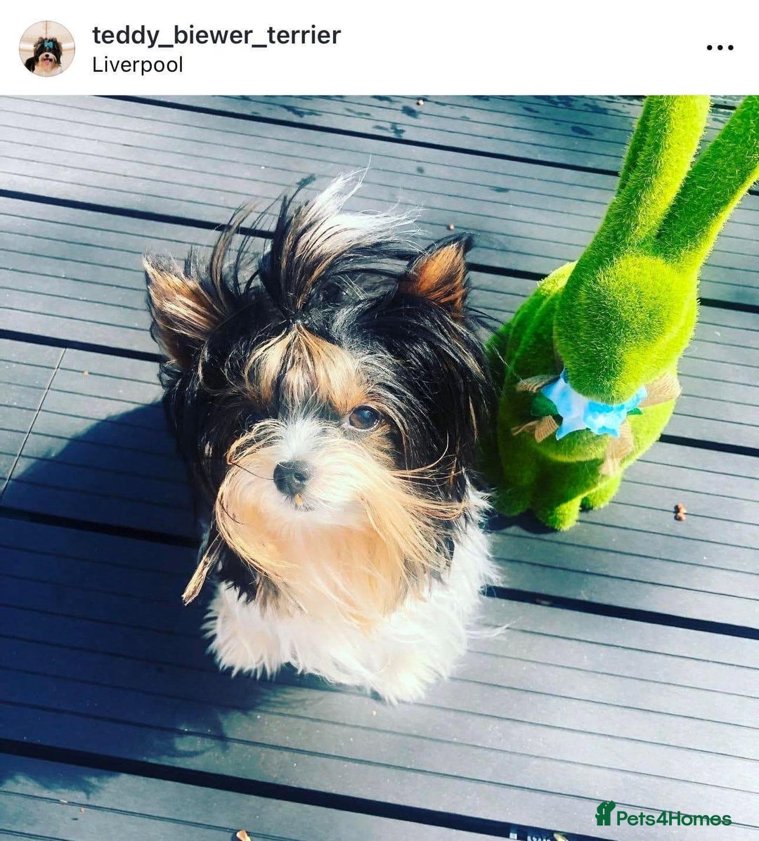 Yorkshire Terrier dogs for sale: Two Beautiful Biewer Terrier Girls! - Image 13