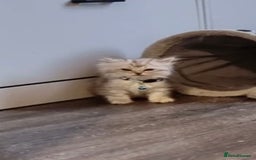 Persian cats for sale: Gorgeous Persian chinchilla  - Image 4