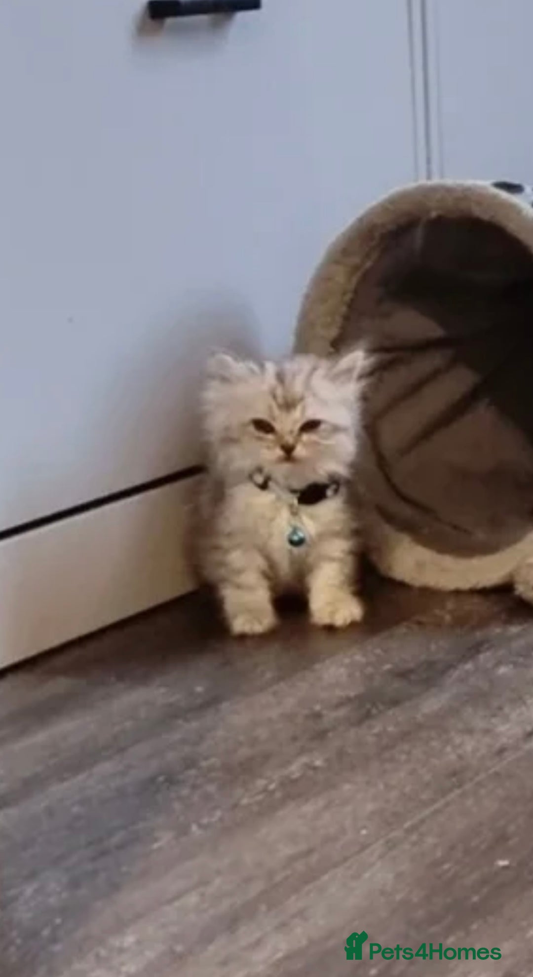 Persian cats for sale: Gorgeous Persian chinchilla  - Image 4