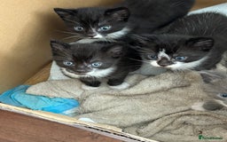 Mixed Breed cats for sale: 3 x Black and white tuxedo male kittens £200 each - Image 7