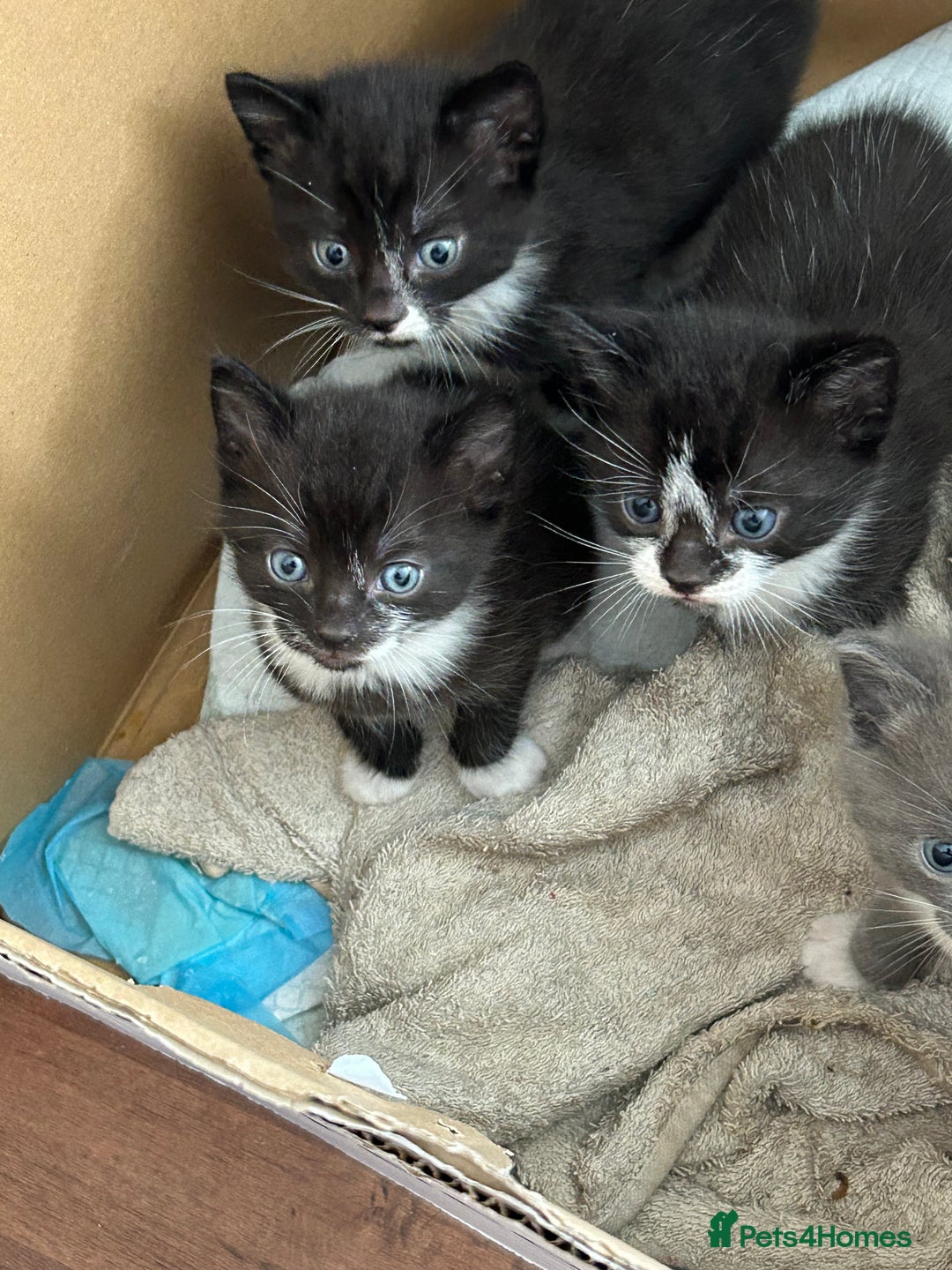 Mixed Breed cats for sale: 3 x Black and white tuxedo male kittens £200 each - Image 7