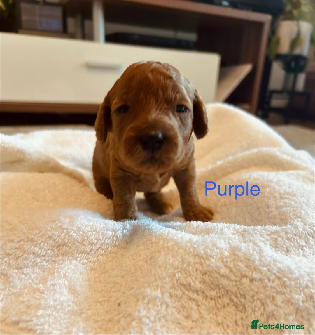 Cockapoo dogs for sale: ⭐️Exceptional litter - Cockapoo F1BB⭐️ - Image 10